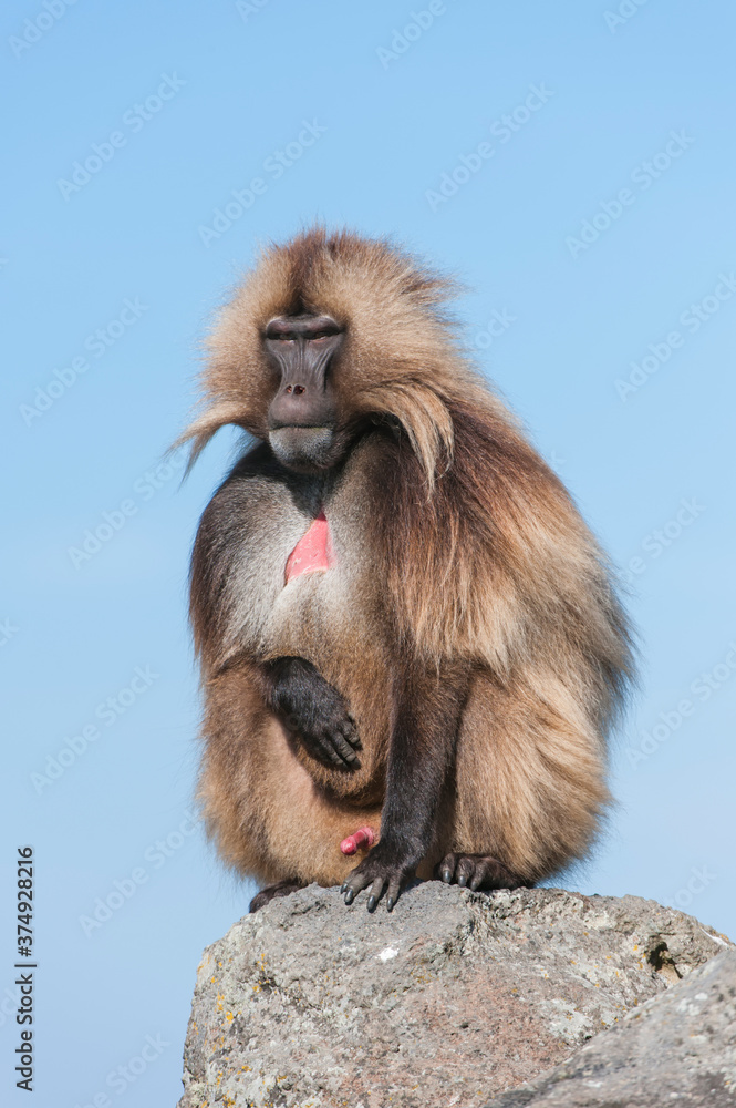 Naklejka premium Gelada baboon (Theropithecus Gelada), Simien mountains national park, Amhara region, North Ethiopia