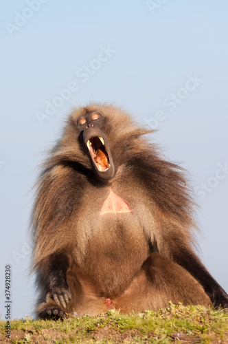 Gelada baboon (Theropithecus Gelada) displaying its teeth, Simien mountains national park, Amhara region, North Ethiopia