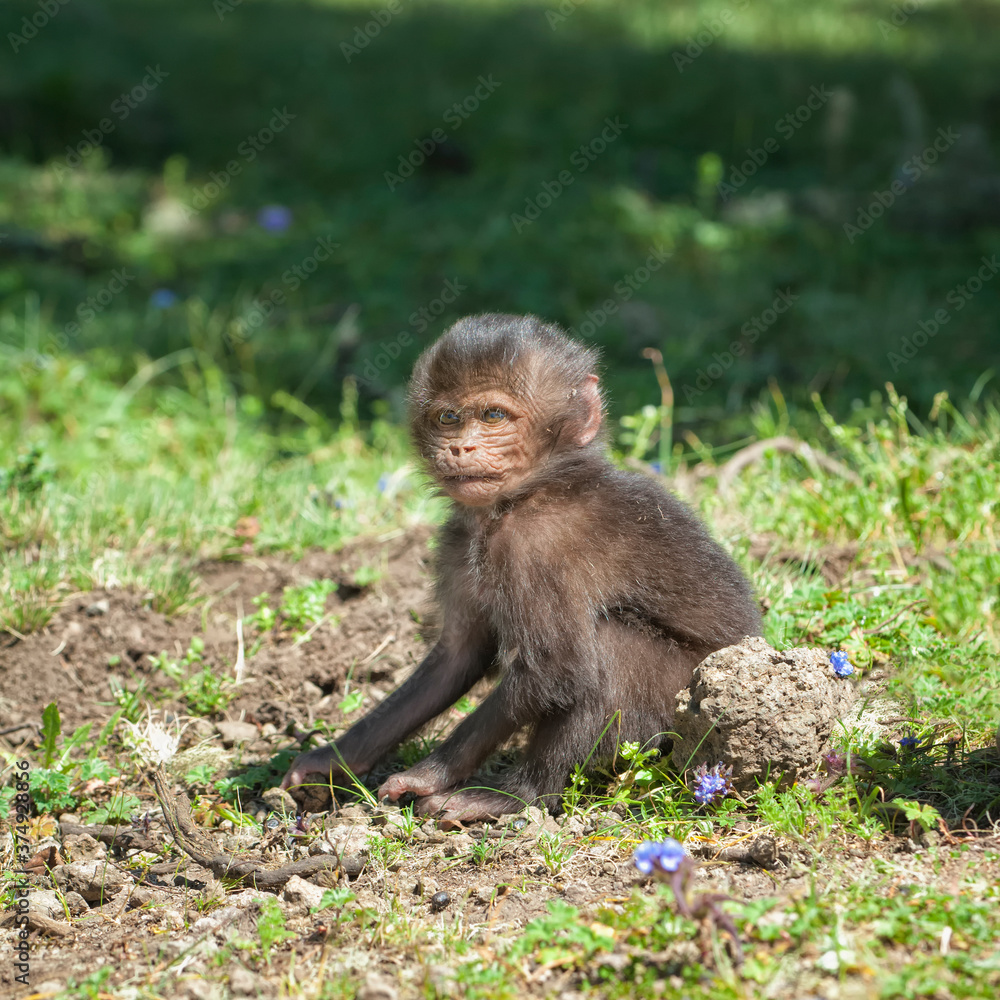 Fototapeta premium Baby Gelada baboon (Theropithecus Gelada), Simien mountains national park, Amhara region, North Ethiopia