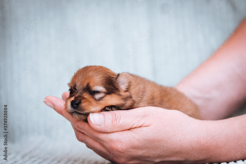 Pomeranian baby posing. Small pomeranian puppy.	