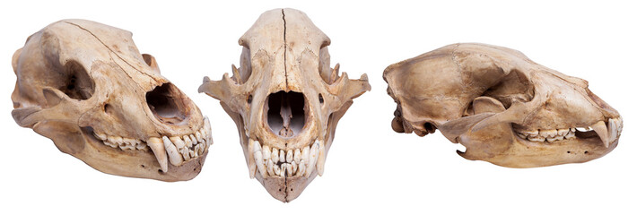 bear skull on isolated white background