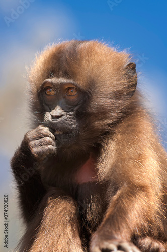 Baby Gelada baboon (Theropithecus Gelada), Simien mountains national park, Amhara region, North Ethiopia