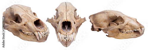 Fotografia, Obraz bear skull on isolated white background