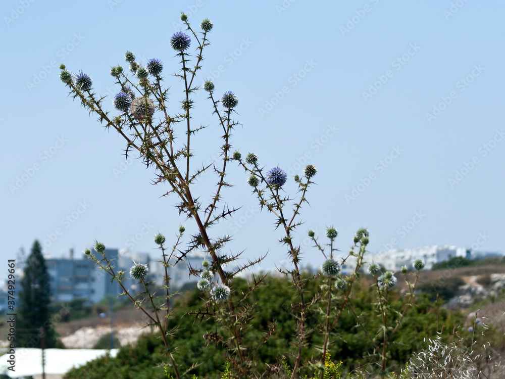 Thorny plant in front of blue sky Thorny plant in front of blue sky