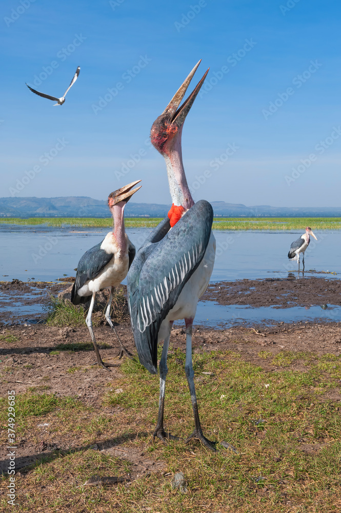 Fototapeta premium Marabou Stork (Leptoptilos crumeniferus), Awasa harbor, Ethiopia