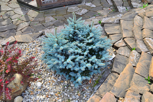 Dwarf slow-growing blue spruce  (Picea pungens) variety Glauca Globosa in garden - beautiful decorative evergreen coniferous plant for gardening and landscape design, close up. Blue fir tree photo