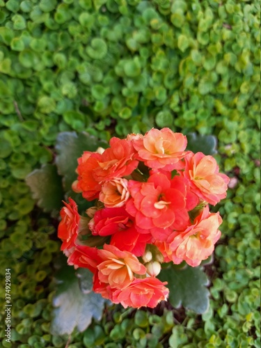 red and yellow flowers