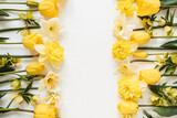 Frame with blank copy space made of yellow narcissus and tulip flowers on white background. Flat lay, top view floral festive holiday concept