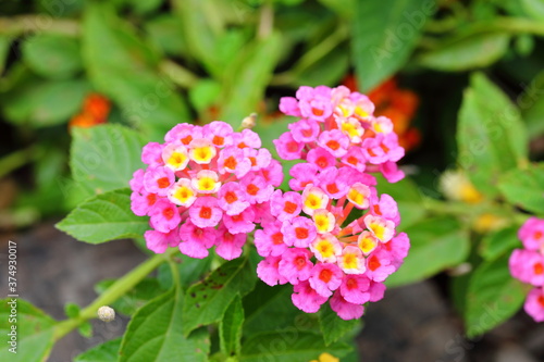Closeup Colorful Lantana camara flowers in garden
