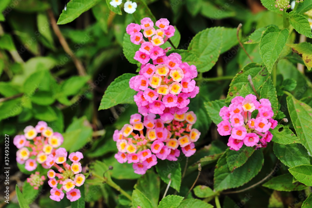 Closeup Colorful Lantana camara flowers in garden Closeup Colorful Lantana camara flowers in garden
