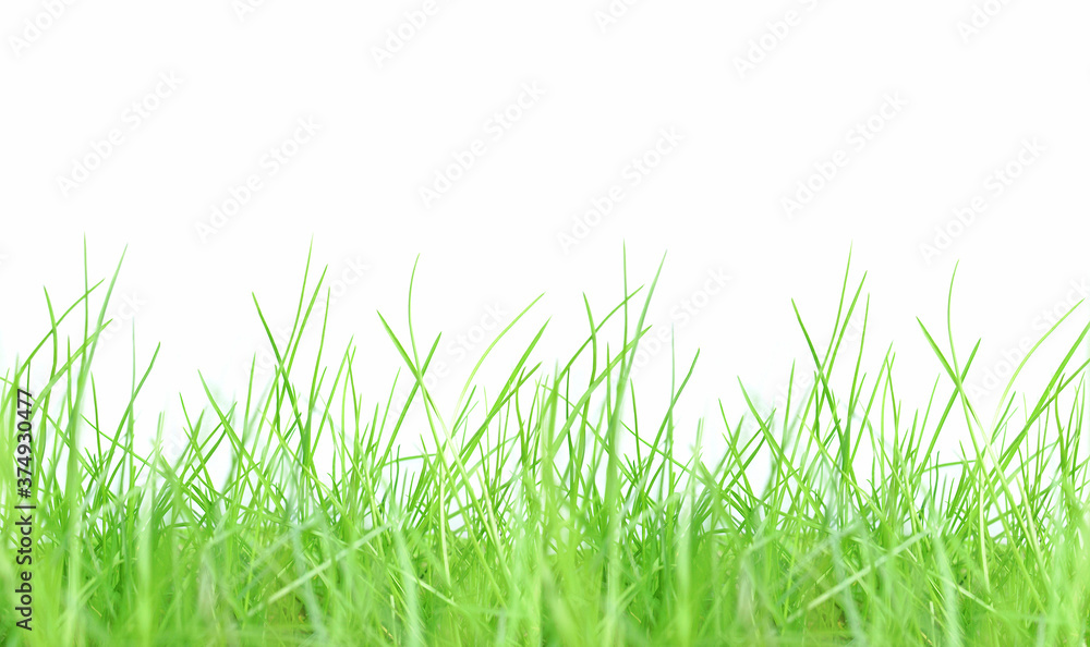Green meadow grass Green meadow grass