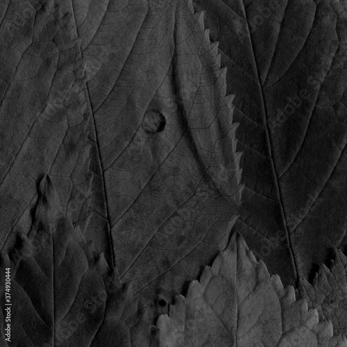 Dark leaves background. Natural black organic texture.
