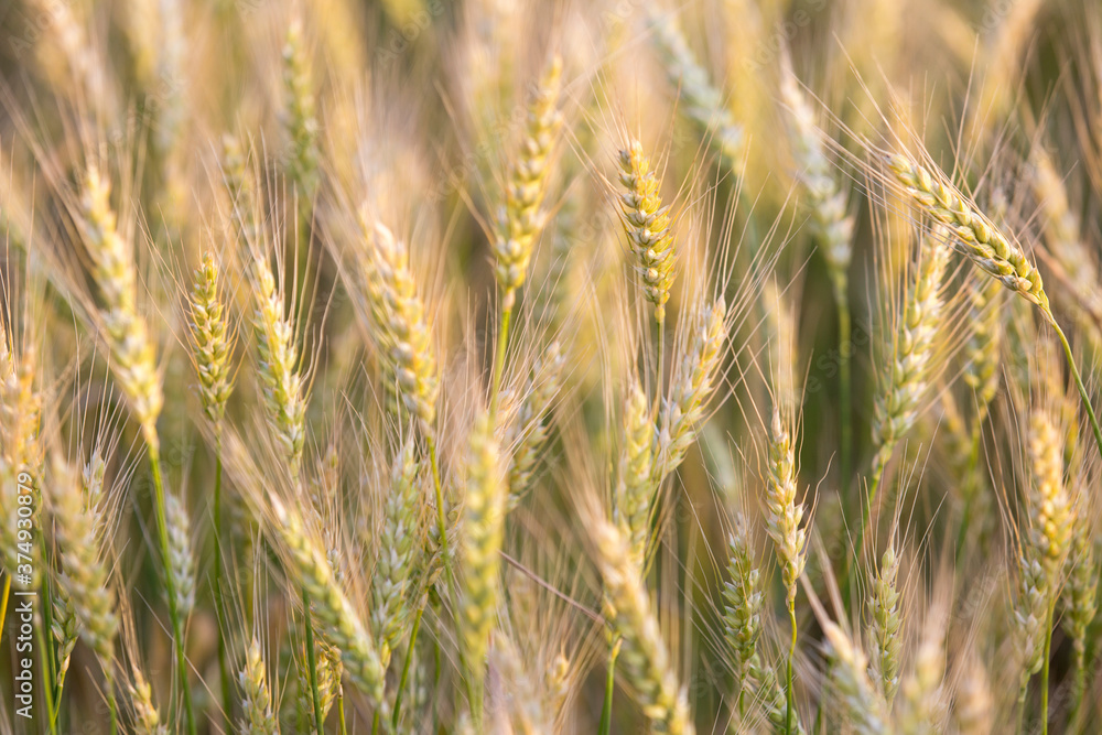 Ears of rye in the field before harvesting Ears of rye in the field before harvesting