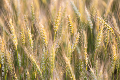 Ears of rye in the field before harvesting © Алексей Смышляев