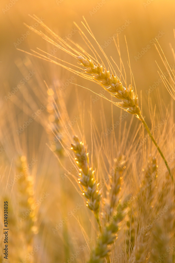 Ears of rye in the field before harvesting Ears of rye in the field before harvesting