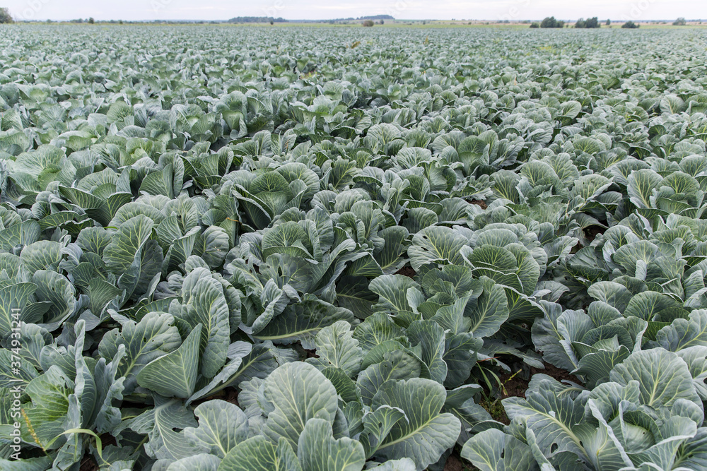 cabbage Harvest in the field. Agricultural industry. cabbage Harvest in the field. Agricultural industry.