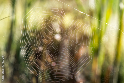 Morning web on plants in the forest