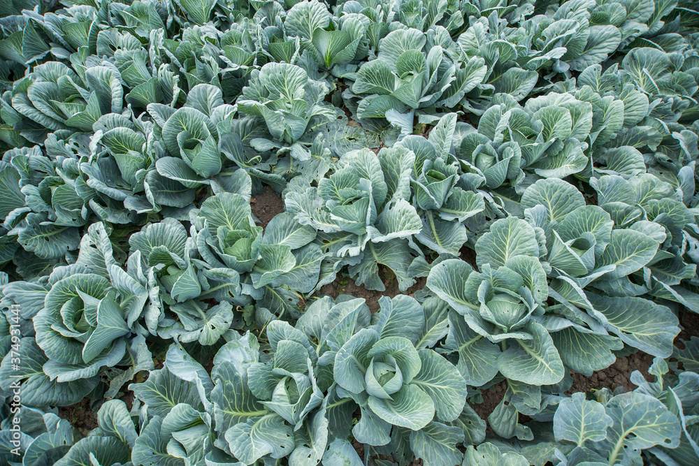 cabbage Harvest in the field. Agricultural industry. cabbage Harvest in the field. Agricultural industry.