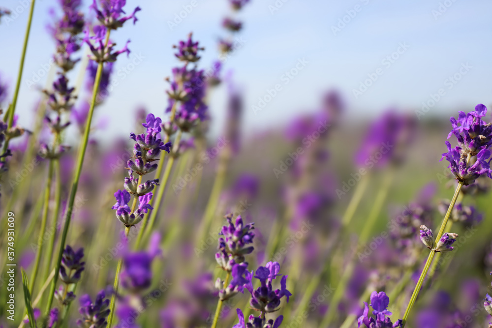 Naklejka premium Beautiful blooming lavender field on summer day, closeup