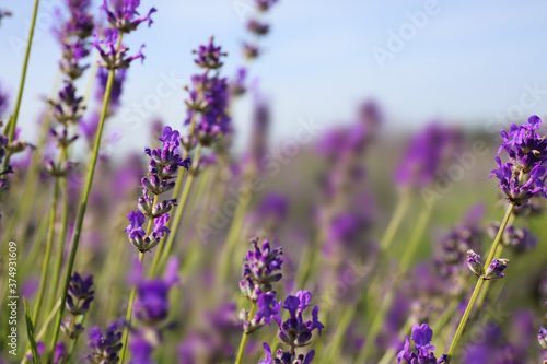 Beautiful blooming lavender field on summer day  closeup