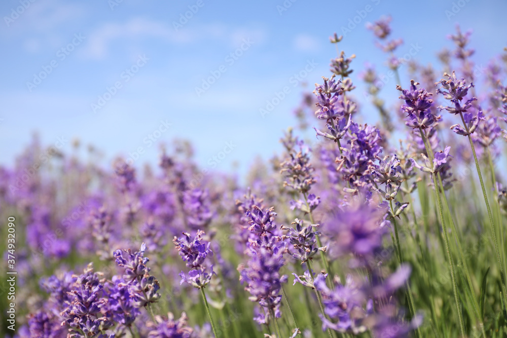 Naklejka premium Beautiful blooming lavender field on summer day, closeup