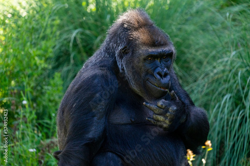 gorilla looking at camera