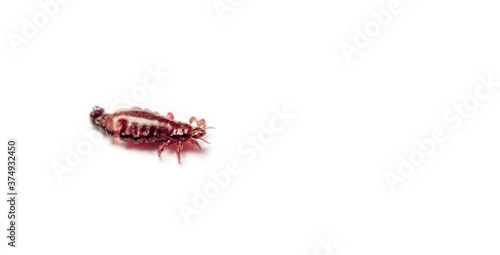 Brown head lice louse on a isolated white background. Copy space for text