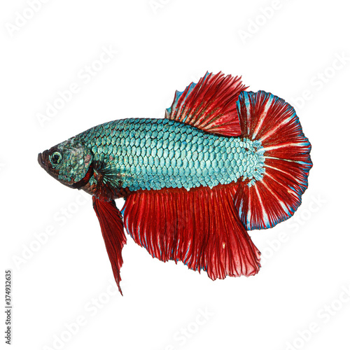 Betta fish isolated on white background 