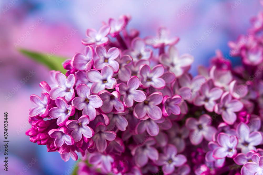 blooming lilac flowers. Macro photo blooming lilac flowers. Macro photo