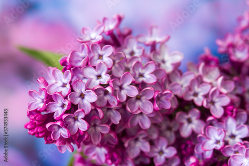 blooming lilac flowers. Macro photo