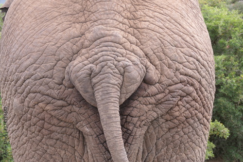 Afrikanischer Elefant, Loxodonta africana, im Addo-Nationalpark, Südafrika