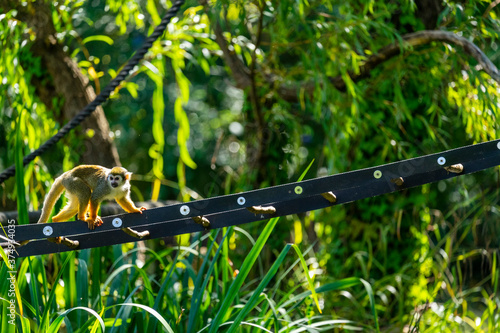Photography Monkey crossing rope bridge at zoo