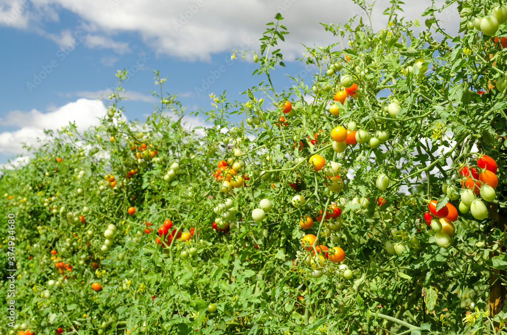 Tomatoes bushes on the farm with clouds