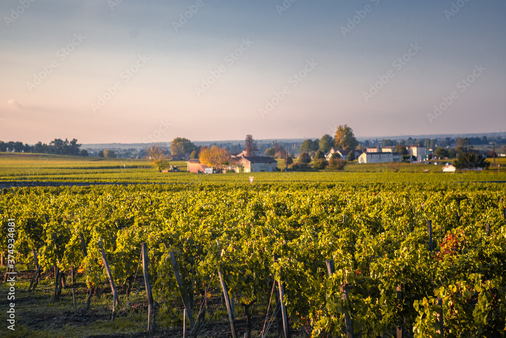 The big vineyard in Saint Emilion at sunset.