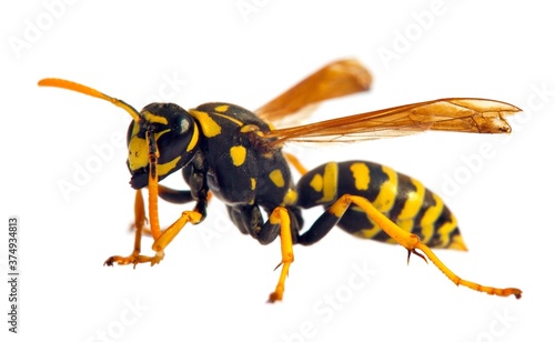 wasp or German yellowjacket isolated on white background © Daniel Prudek
