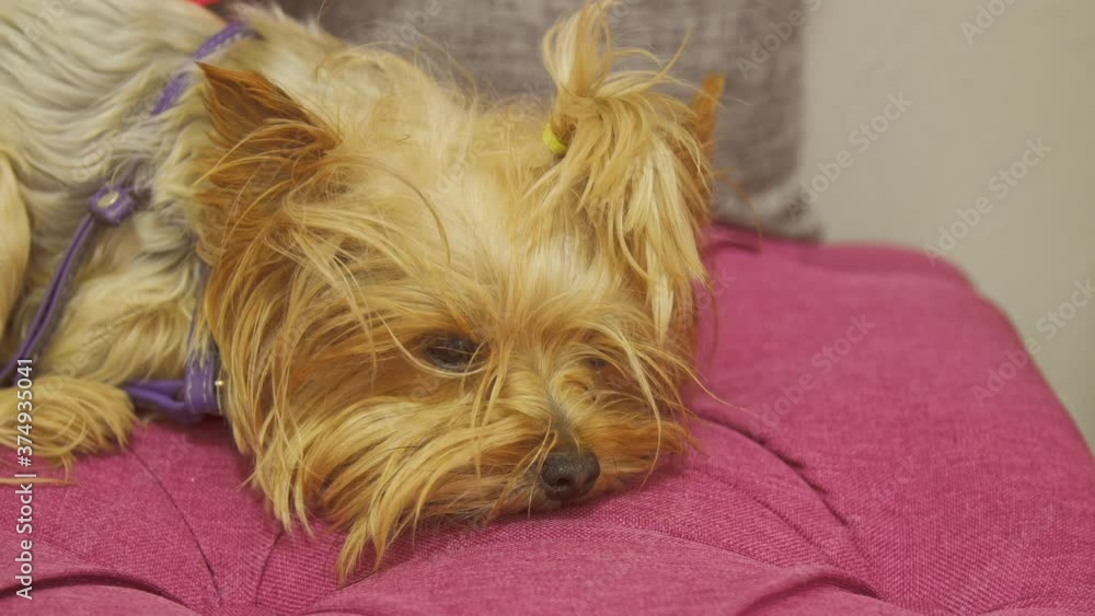 Yorkshire Terrier lying on the couch Yorkshire Terrier lying on the couch