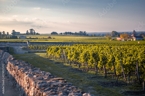 Fototapeta The big vineyard in Saint Emilion at sunset.