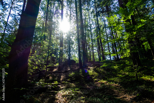 Las drzewa słońce rośliny karkonoski park narodowy karkonosze