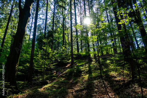 Las drzewa słońce rośliny karkonoski park narodowy karkonosze