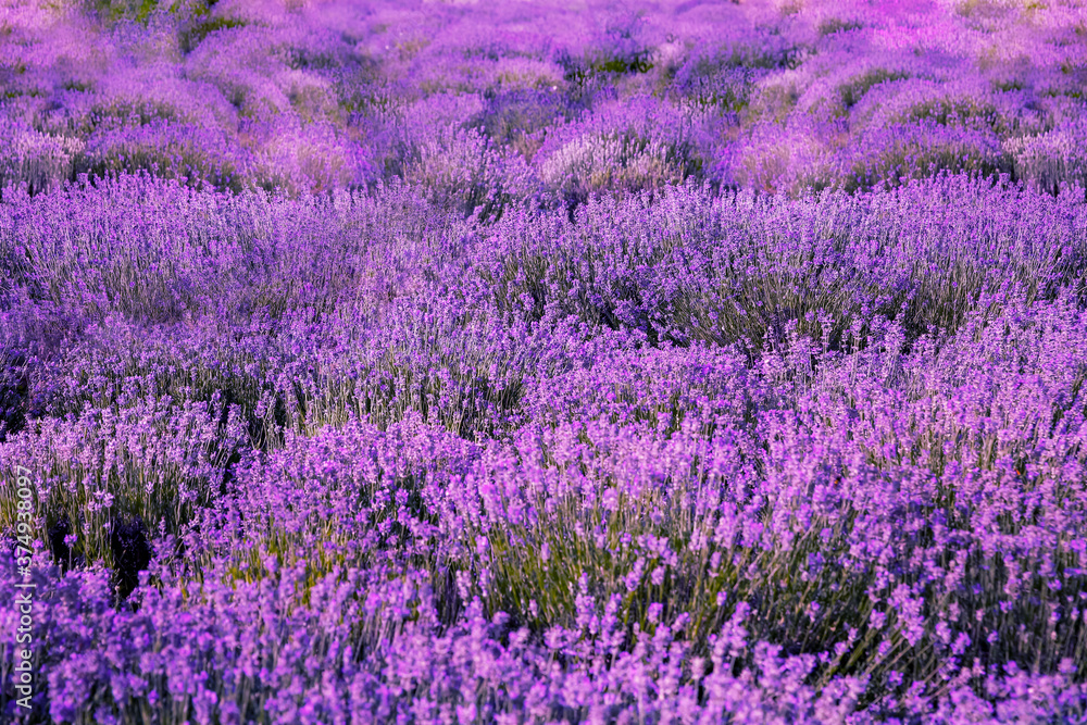 Beautiful lavender flowers growing in spring field Beautiful lavender flowers growing in spring field