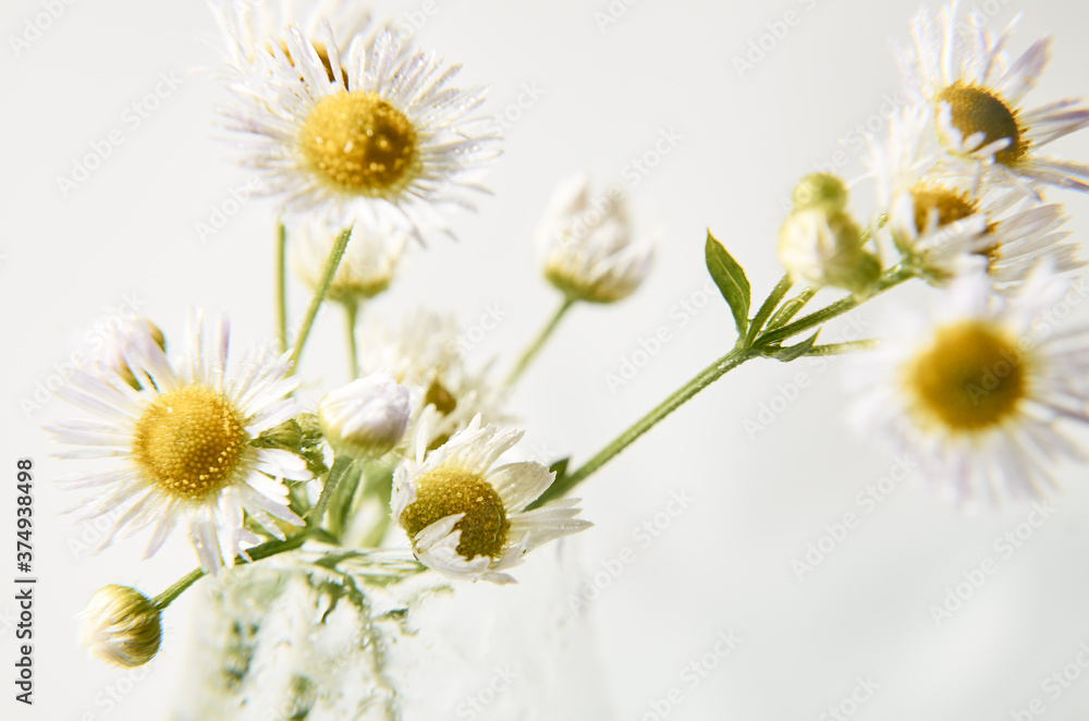 Soft daisies on light background Soft daisies on light background