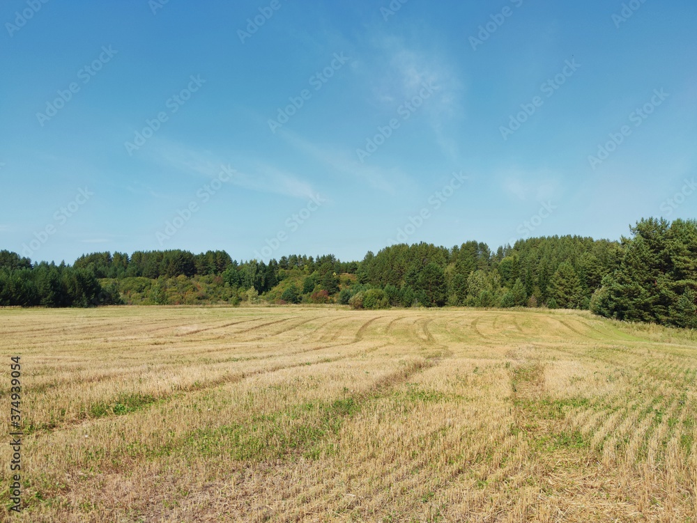 mown grass in a field near the forest against a blue sky on a sunny day