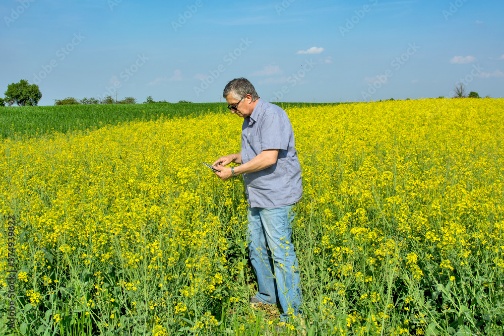 Agronomist inspecting quality of canola field Agronomist inspecting quality of canola field