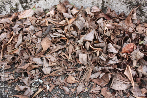 Tas de feuilles mortes.