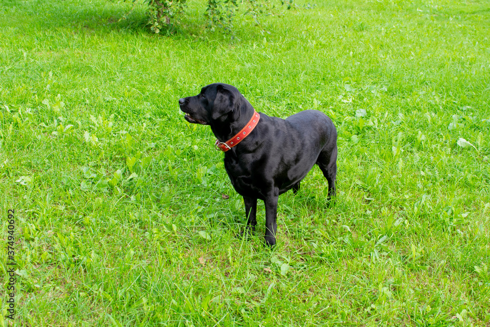 A black Labrador plays against a background of green grass in summer. Copy space. A black Labrador plays against a background of green grass in summer. Copy space.