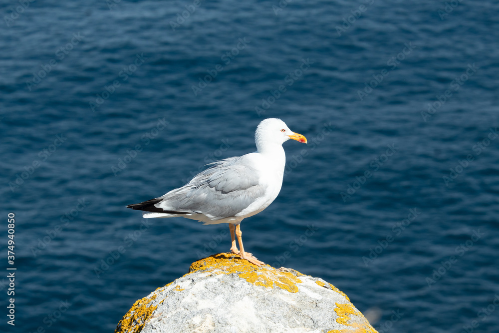 Obraz premium Detail photo of a seagull located on top of a rock with the sea in the background taken in the Cies Islands, Galicia, Spain.