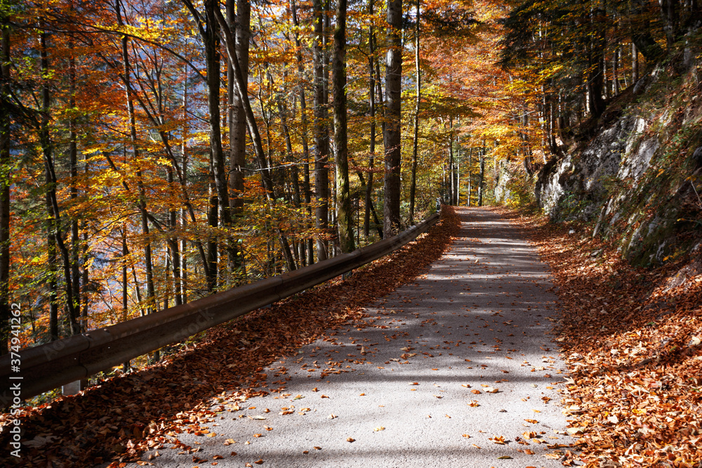 Obraz premium a autumn forest