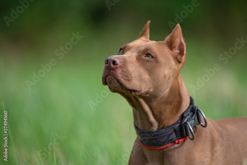 Portrait of an American pit bull terrier is very close-up on the field.
