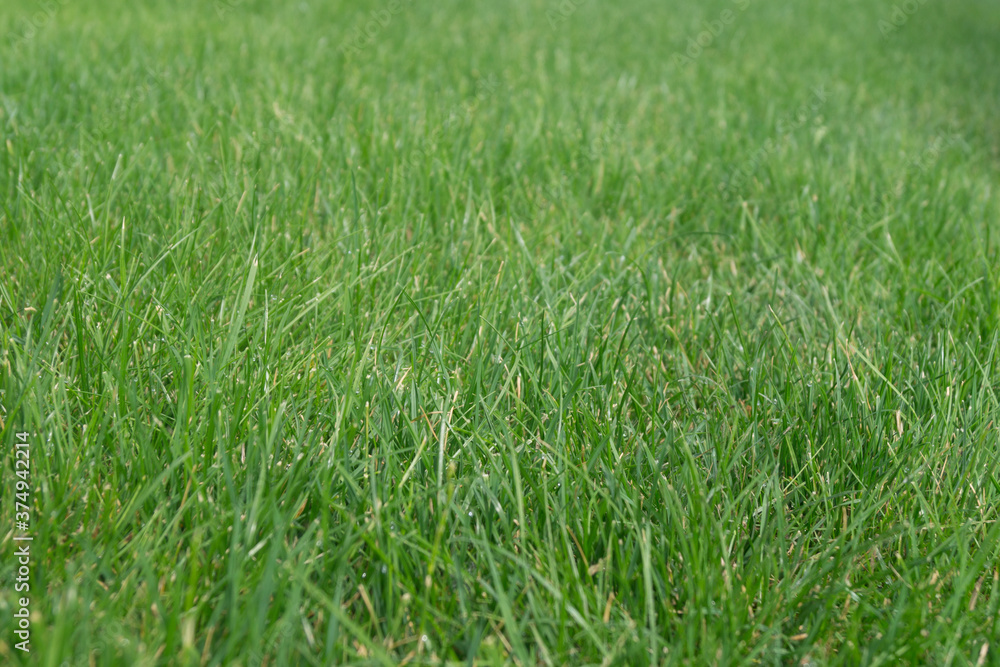 light green grass for background light green grass for background