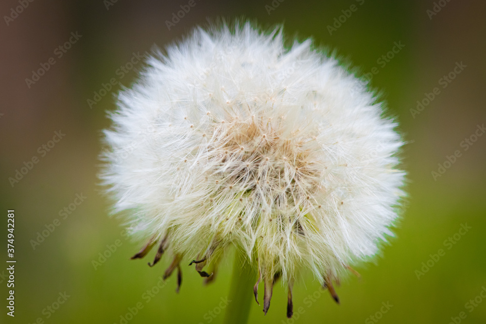 Dandelion Macro